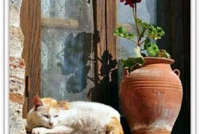 פאזל של gato