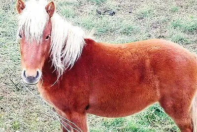 CABALLO
