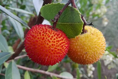 FRUTAS