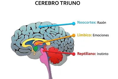 cerebro