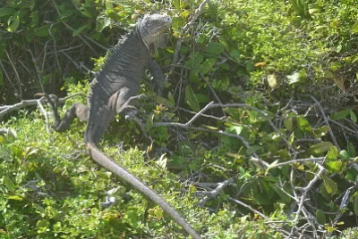 פאזל של iguane