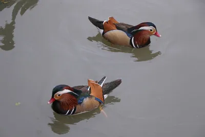 פאזל של mandarin duck