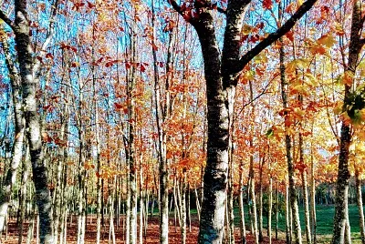 NATURALEZA jigsaw puzzle