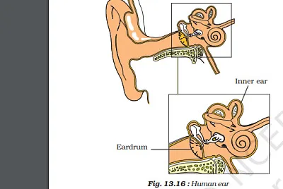 human ear