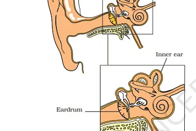 human ear