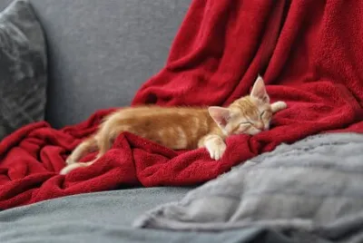 chat roux