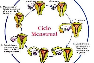 Ciclo menstrual