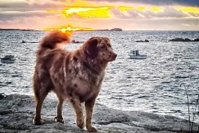 Chien jigsaw puzzle