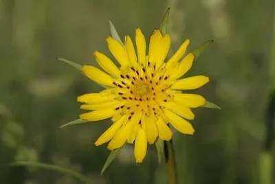 OK