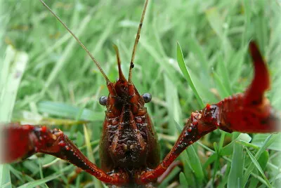 Ecrevisse