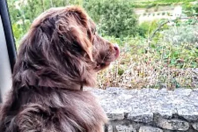 Chien jigsaw puzzle