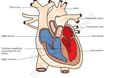 heart