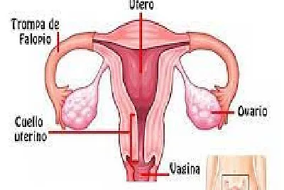 FEMENINO jigsaw puzzle