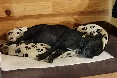 Dog, staffy sleeping
