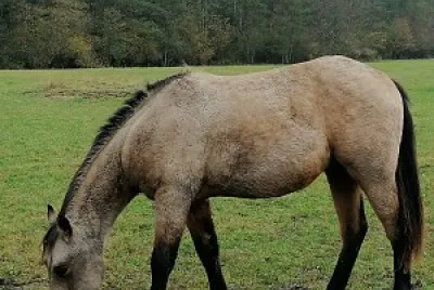 Buckskin quarter horse colt