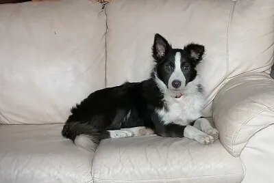Border collie