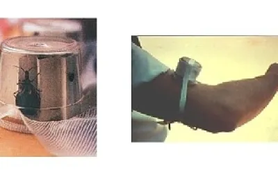 Cual es el método diagnóstico que se observa?