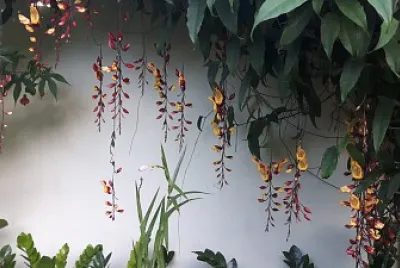 Sapatinho de judia