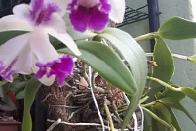 Orquídea