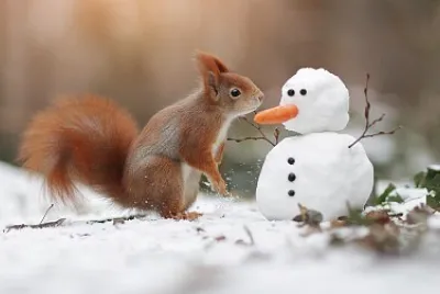 Ecureuil et bonhomme de neige