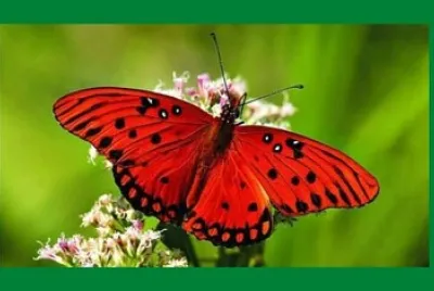 BORBOLETA
