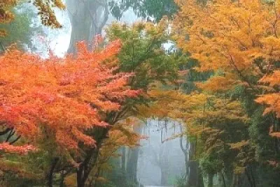 paisaje jigsaw puzzle