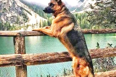 perro
