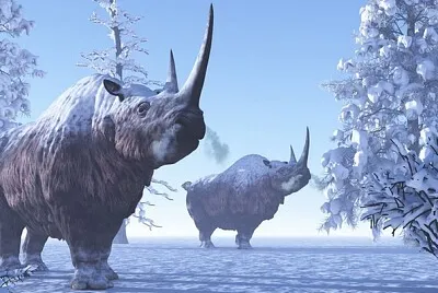 Rhinoceros laineux