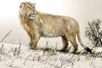 Lion des cavernes