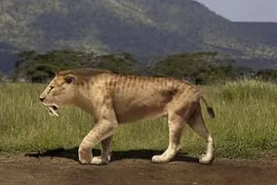 Smilodon (Tigre à dents de sabre)