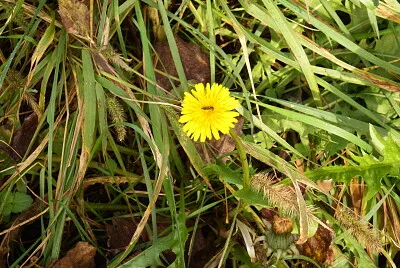 ape sul fiore
