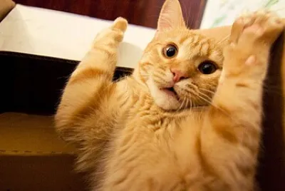 Gato