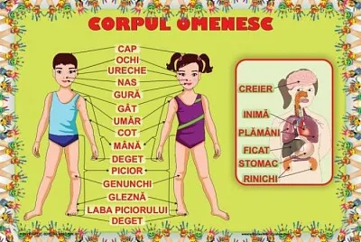 Corpul omenesc