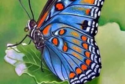 Papillon