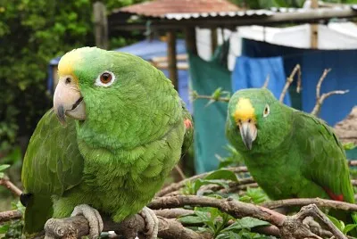 LOROS