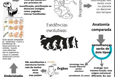 Evidências da evolução