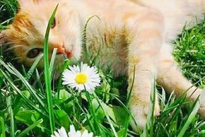 gato