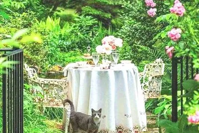 gato
