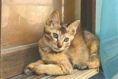 gato