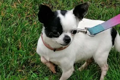 Chihuahua