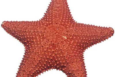 Starfish