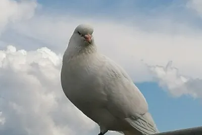 White dove