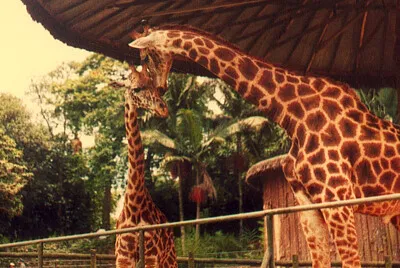 Giraffes at São Paulo Zoo