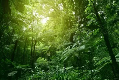 Nature jigsaw puzzle