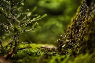 Nature jigsaw puzzle