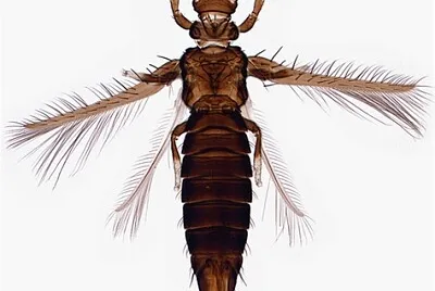 Thrips du cacaoyer jigsaw puzzle