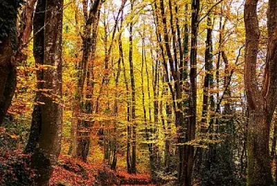 Ploemeur Parc de Kerihuer jigsaw puzzle