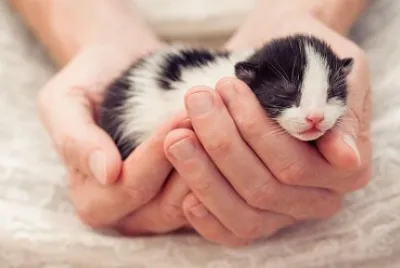 gatito