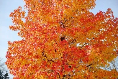 פאזל של Otoño