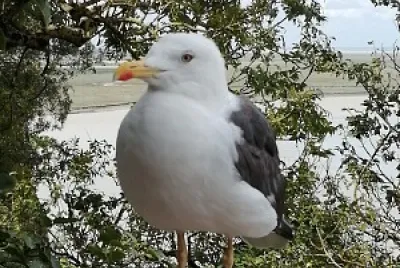 Oiseau jigsaw puzzle